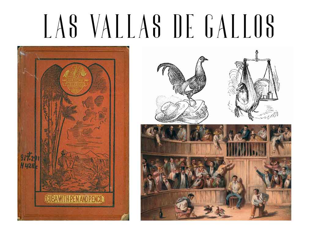 Las vallas de gallos cubanas en 1861, una crónica de Samuel Hazard
