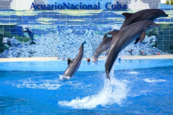 acuario Nacional de Cuba Show